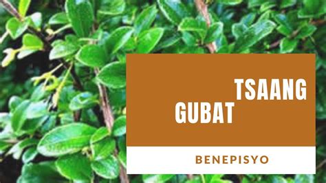 221 Tsaang Gubat Wild Tea Ehretia Microphilla Youtube