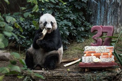 Worlds Oldest Panda Celebrates Birthday By ‘aging Gracefully Just