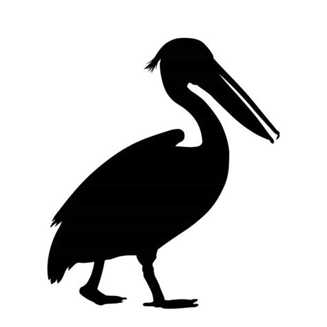 Pelican Illustrations Royalty Free Vector Graphics And Clip Art Istock