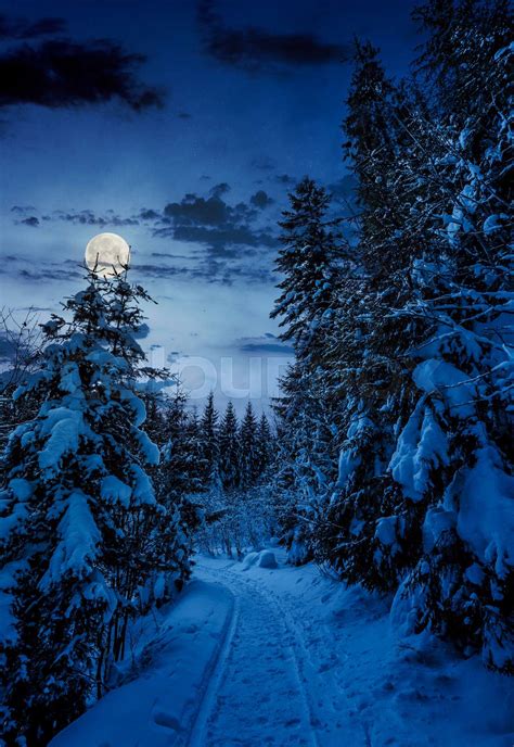 Path Through Spruce Forest In Winter At Night Stock Image Colourbox