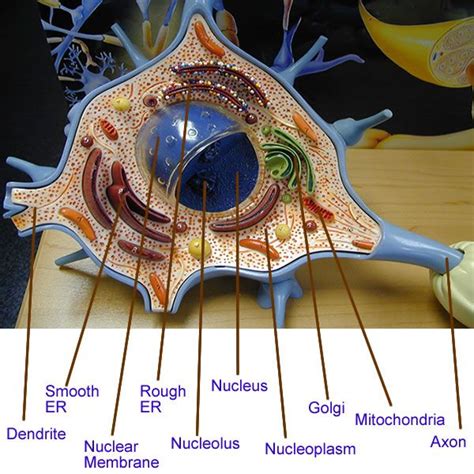Body Of A Neuron Model Yahoo Image Search Results Neuron Model