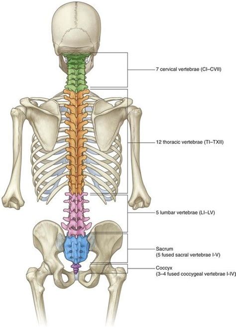 Pin By Ha Ha On Antomy Plays Human Skeleton Anatomy Anatomy And