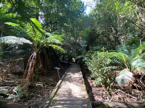 Wirrawilla Rainforest Walk Attraction High Country Victoria Australia