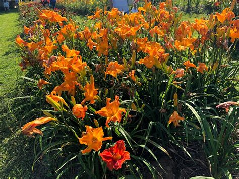 20th Annual Daylily Bloom Festival Historic Union County