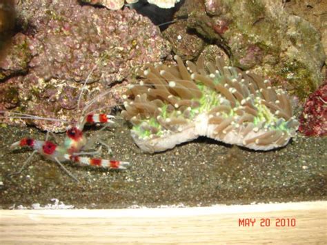 Is This Brown Jelly Disease Saltwaterfish Forums For Fish Lovers