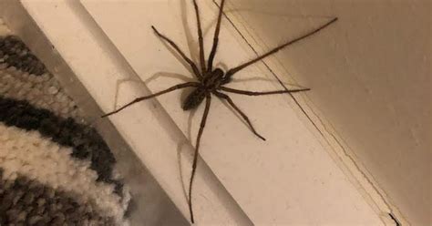 The Types Of Spiders Lurking In Your Home And Why You Can See More