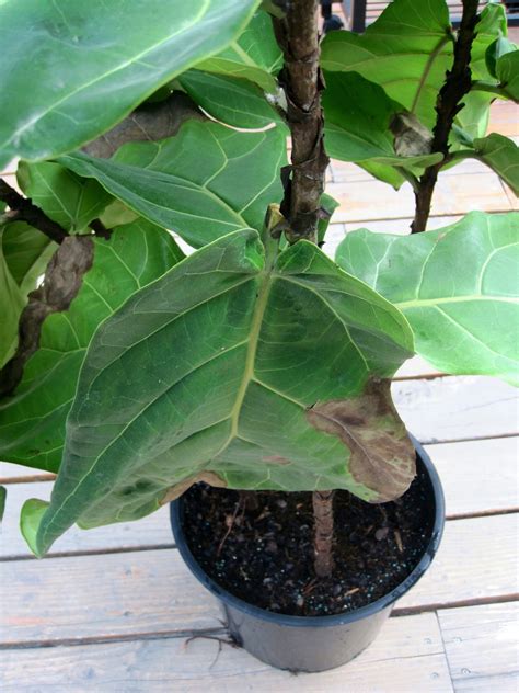 Fill your favorite person's mailbox with some holiday cheer with this decorated fiddle leaf fig. Fiddle Leaf Fig Brown Leaves - 1500+ Trend Home Design ...