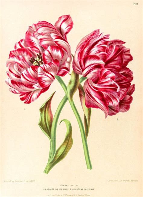 Tulip Botanical Print Botanical Print Tulip Print Wall Art Etsy Hoa