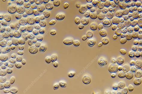 Bakers Yeast Saccharomyces Cerevisiae Light Micrograph Stock