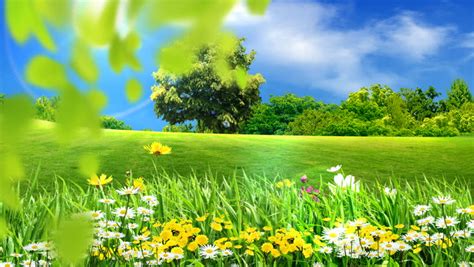 Green Meadows Flowers Stock Footage Video 100 Royalty Free 1517548