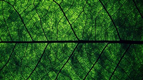 Free Download Tree Leaf Wallpapers Green Backgrounds Pictures And
