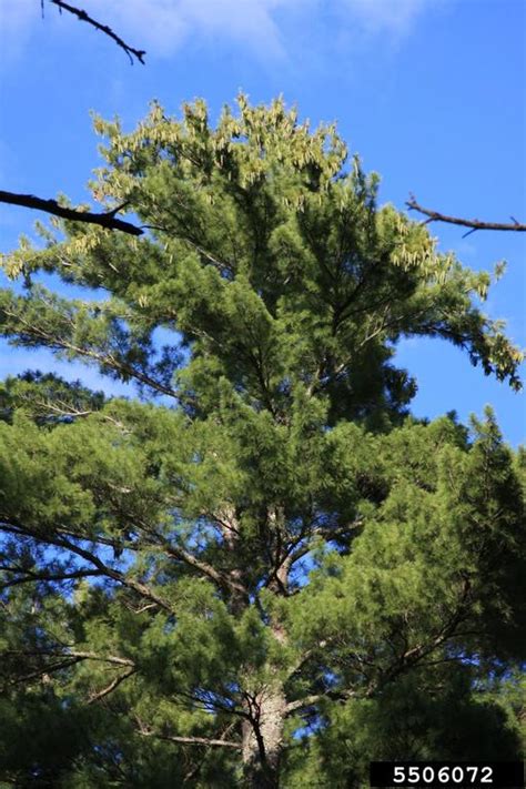 Eastern White Pine Pinus Strobus Pinales Pinaceae 5506072