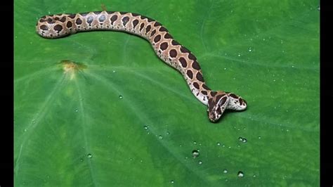 Two Faced Poisonous Snake Found In Kalyan कल्याण में दोमुंहा सांप
