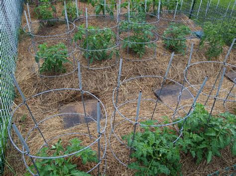 Landscape fabric is best used along with organic mulches. How and when to mulch tomatoes for best tomato care