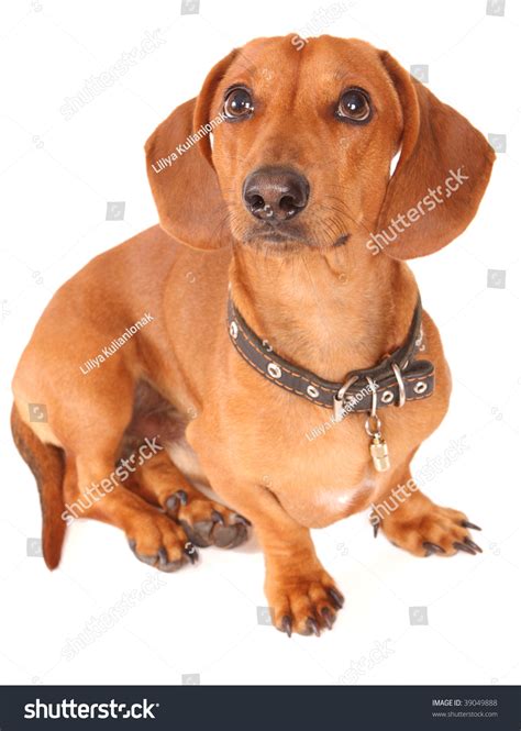 He scratches his neck or head quite a bit. Dachshund Dog Stock Photo 39049888 - Shutterstock