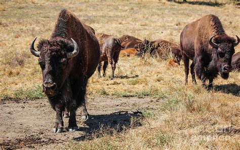 American Bison Herd Photograph By Suzanne Luft Fine Art America