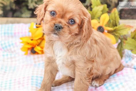 Blueberry Female Cavalier King Charles Spaniel Puppy For Sale Near