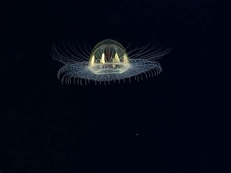 Mysterious Cosmic Jellyfish Spotted In The Dark Depths Of The Ocean