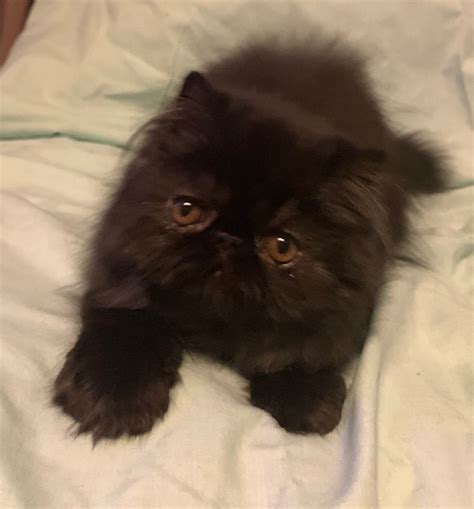Black Persian Female Available Windy Valley Persian Cats