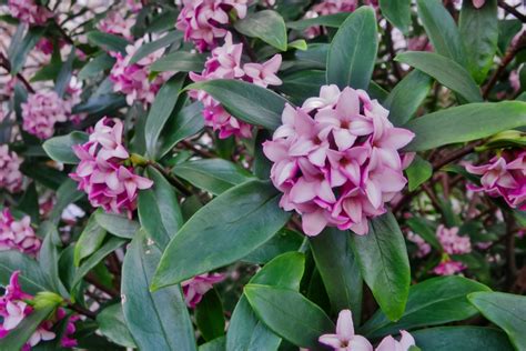How To Grow And Care For Daphne Shrubs Daphne Shrub Flowering Bushes
