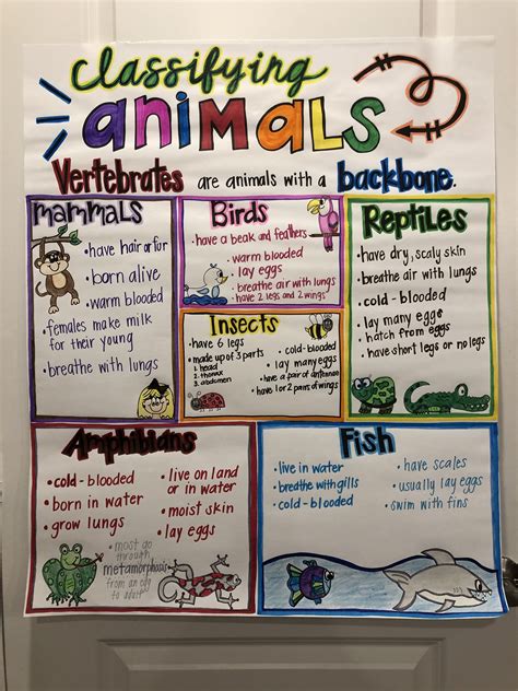 Classifying Animals Kindergarten Science Lessons Kindergarten Anchor
