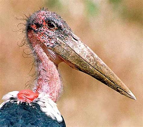 Ugliest Bird On Earth The Earth Images Revimageorg