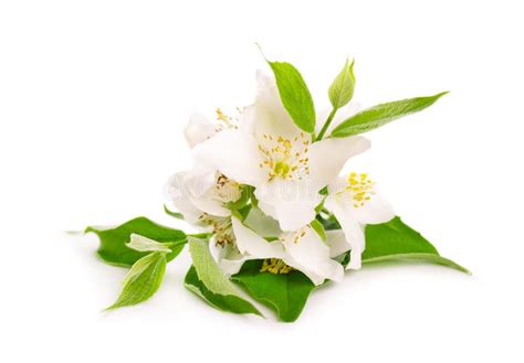 Jasmine Flowers Isolated On White Background Jasmine Branch Stock