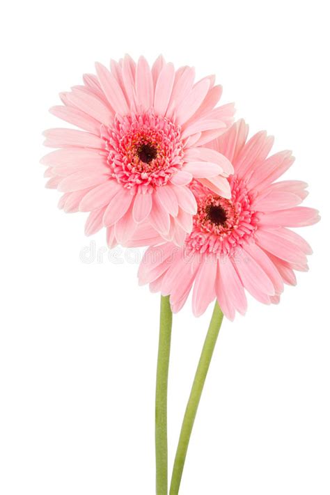 Bestelling) neem contact op met de leverancier. Roze Gerbera-bloem Witte Achtergrond Stock Foto ...