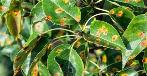 Päronsjukdomar orange fläckar på löv och växter bruna och röda prickar