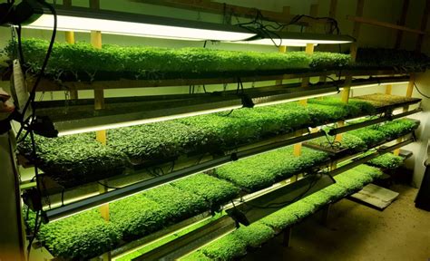 20200107 Submitted The Greensted Microgreens Indoor Farming Minnesota Grown