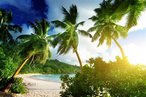 Wallpaper Sunlight Landscape Sky Beach Green Palm Trees Jungle