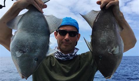 Gulf Gray Triggerfish And Greater Amberjack Re Opens August 1st