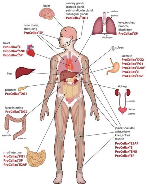 Upper Human Body Diagram Organs Studying Diagrams