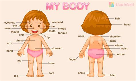 Partes Del Cuerpo En Inglés Para Niños 【¡funciona】 ️