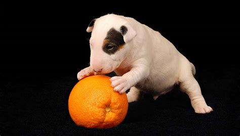 Oranges For Dogs 101 Can Dogs Eat Oranges