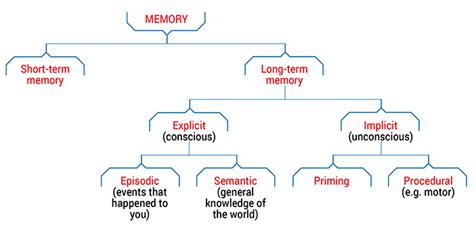 Types Of Memory Queensland Brain Institute University Of Queensland