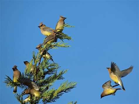 Cedar Waxwing Migration A Complete Guide Birdfact