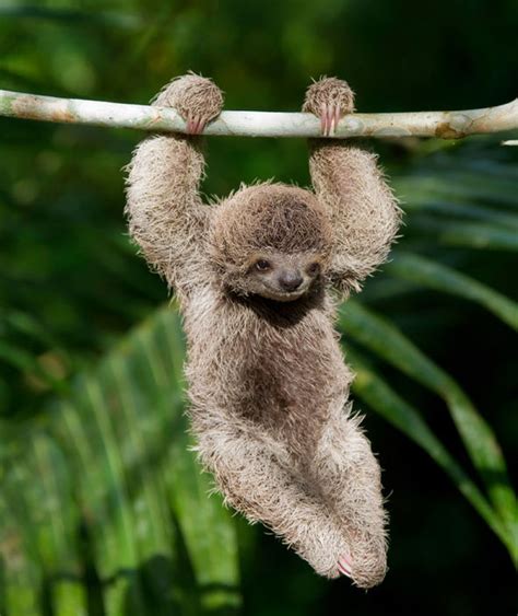 Baby Sloth These Laidback Mammals Hang On Trees In The Jungles Of