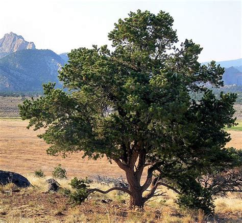 Pinon Pine In 2019 Pine Nut Tree New Mexico Homes New Mexico