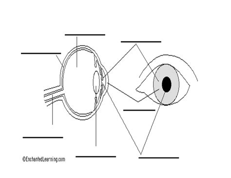 16 Anatomy On Human Eye Worksheet