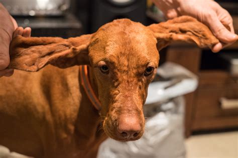 Whiskey Girl The Vizsla Puppy Bumps And Allergy Testing