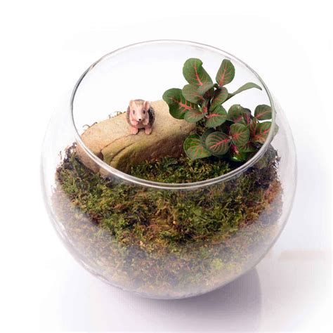 How To Grow Moss Indoors Quick Guide For Beginners Garden Tabs