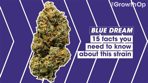 15 Facts You Need To Know About Blue Dream Strain Facts Youtube