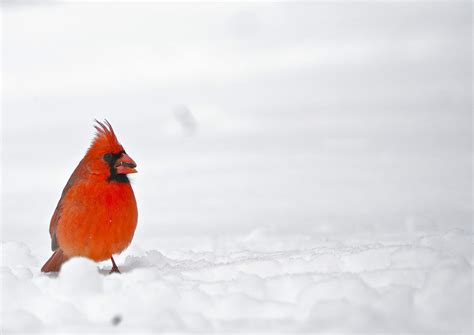 Why Do Cardinals Come Out In The Snow Birdwatching Buzz
