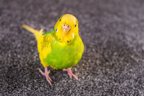 Yellow And Green Parakeet Budgerigar On A Carpet Stock Image Image Of