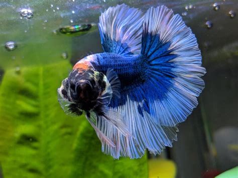 Why Do Betta Fish Flare Their Gills? (Is it a Bad or a Good Sign