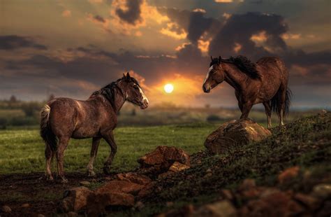 Download 2560x1700 Horses Sunset Field Rocks Wallpapers For