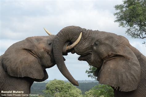 Elephant Communication Sabi Sabi Private Game Reserve Blog