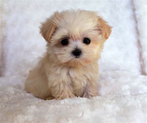 Most Cutest Little Puppy In The World Ifttt2hqqiyt Cute