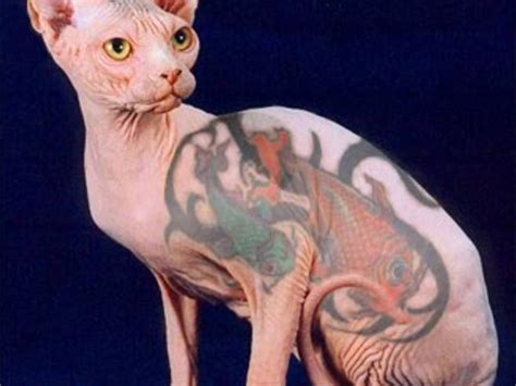 Share More Than 72 Real Cat Tattoo Super Hot Thtantai2